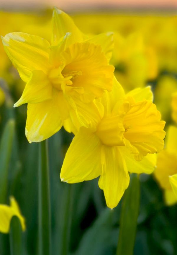 Categorie: narcissen