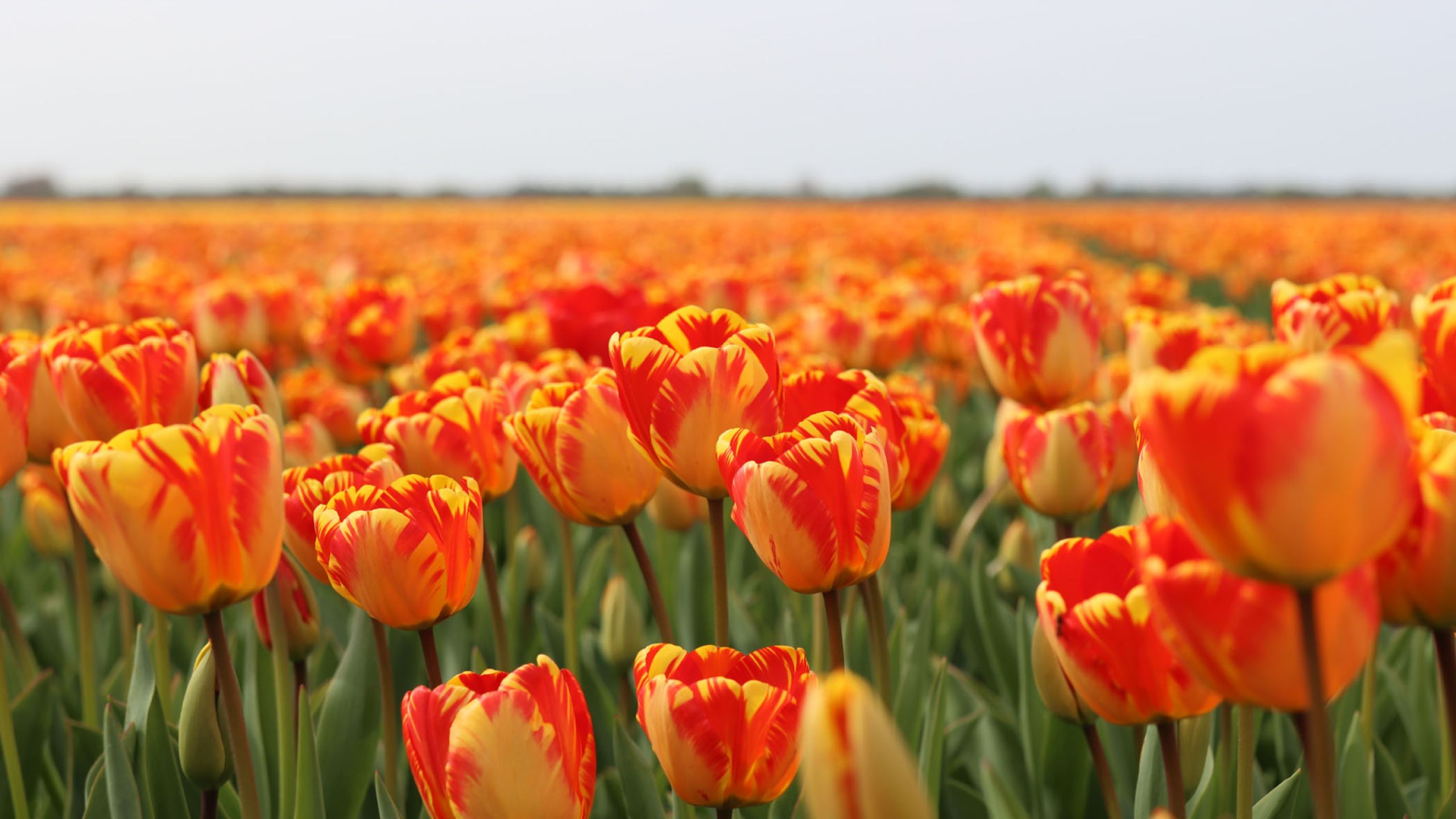 Van Haaster Vijfhuizen - Tulp Banja Luka