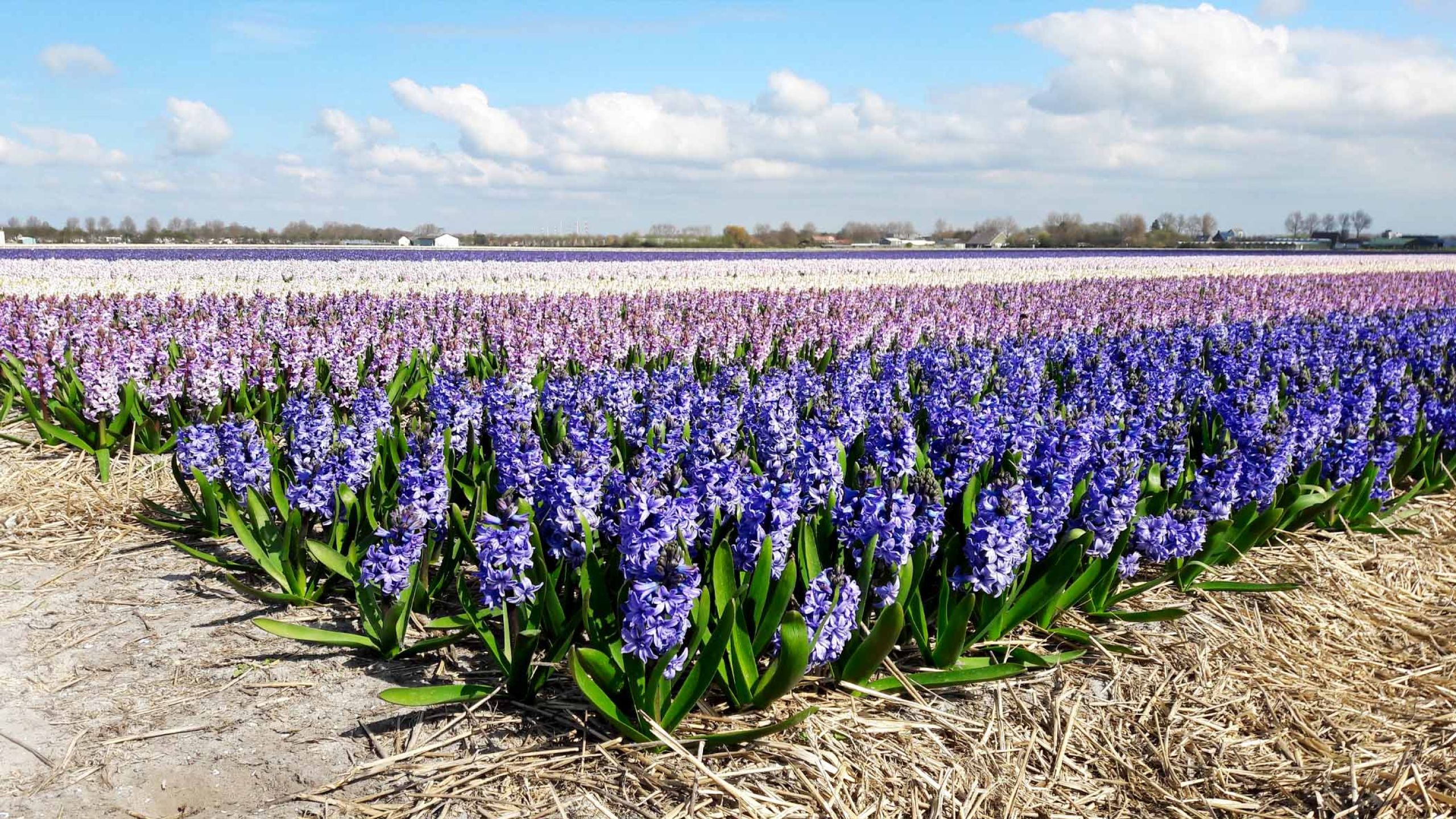 Van Haaster Vijfhuizen - Veld met hyacinten