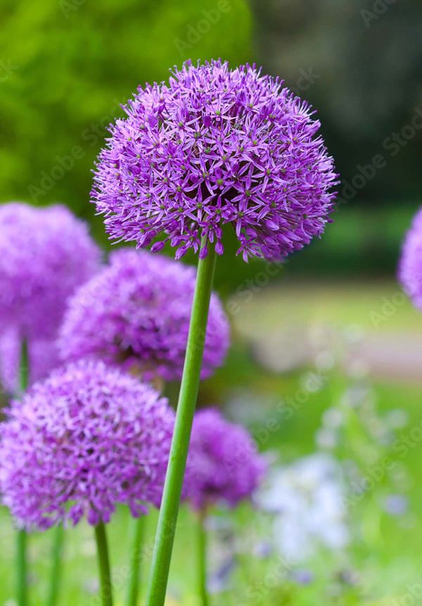 Categorie: Alium