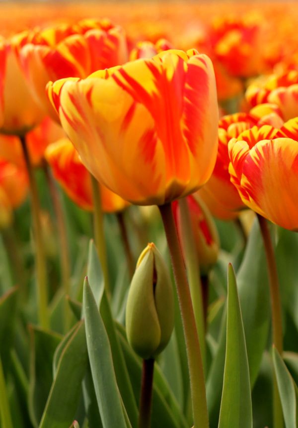 Categorie: tulpen