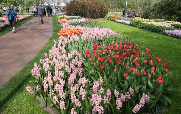 Keukenhof 2015